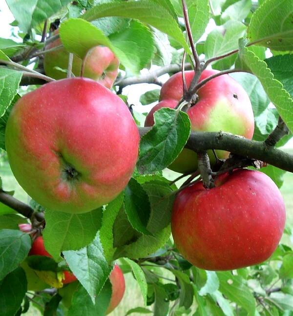 Bild vergrößern: Äpfel im Baum