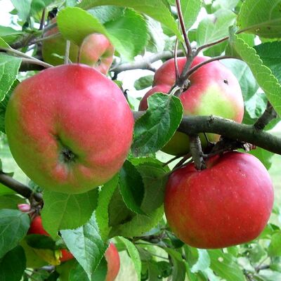 Bild vergrößern: Äpfel im Baum